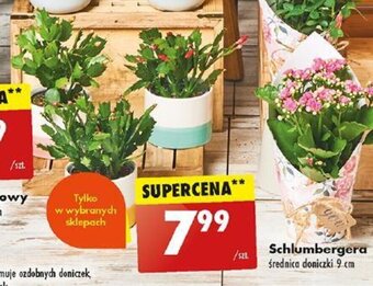 Biedronka Schlumbergera oferta