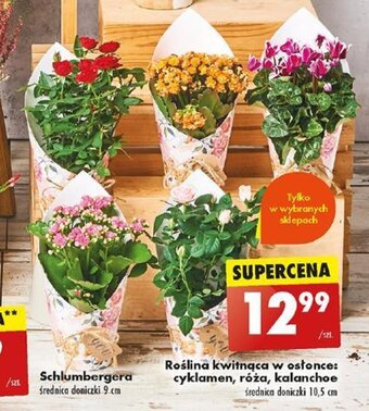 Biedronka Roślina kwitnąca w osłonce cyklamen róża kalanchoe oferta