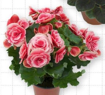 Auchan Begonia oferta