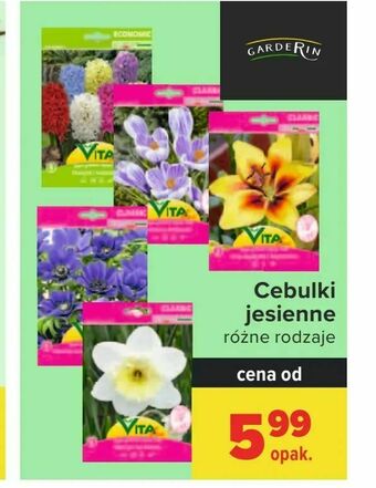Cebulki jesienne