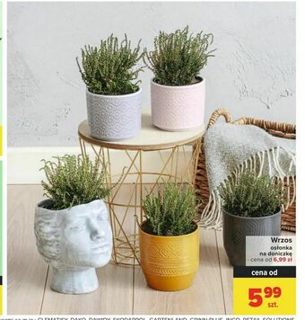 Carrefour Wrzos oferta