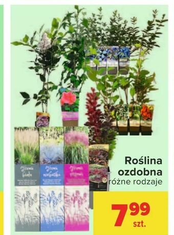 Roślina ozdobna