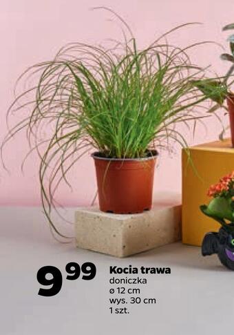 Netto Kocia trawa oferta