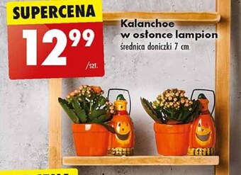Kalanchoe