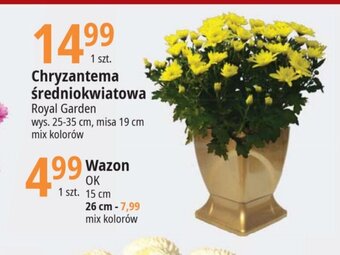 E.Leclerc Chryzantema średniokwiatowa oferta