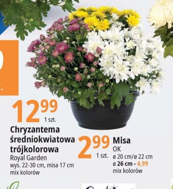 E.Leclerc Chryzantema średniokwiatowa trójkolorowa oferta