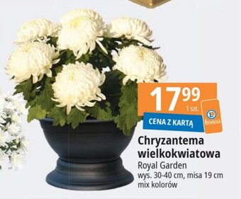 E.Leclerc Chryzantema wielkokwiatowa oferta