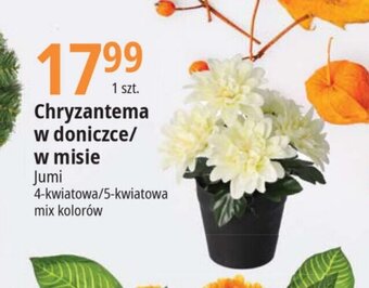 E.Leclerc Chryzantema w doniczce/ w misie oferta
