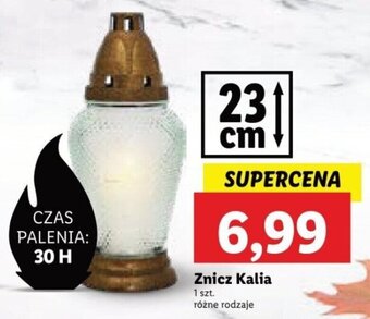 Lidl Znicz Kalia 1 szt. oferta