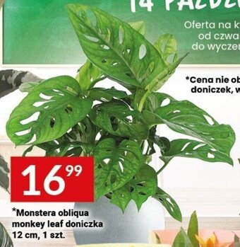 Monstera obliqua monkey leaf doniczka 12 cm, 1 szt.