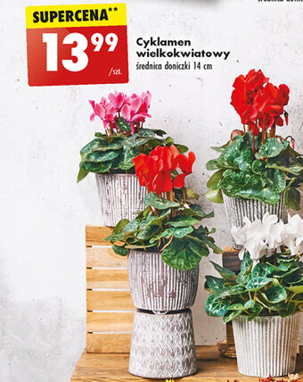 Biedronka Cyklamen wielkokwiatowy oferta