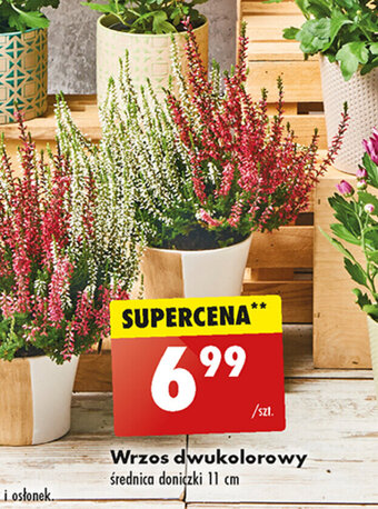 Biedronka Wrzos dwukolorowy oferta