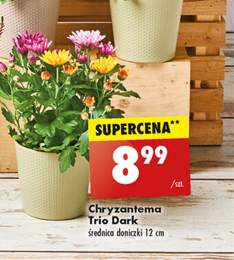 Biedronka Chryzantema Trio Dark oferta