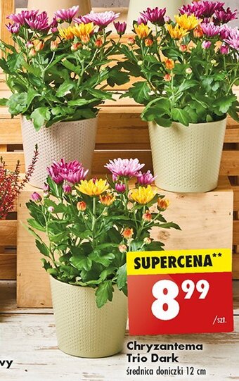 Biedronka Chryzantema trio w don. 12 cm oferta
