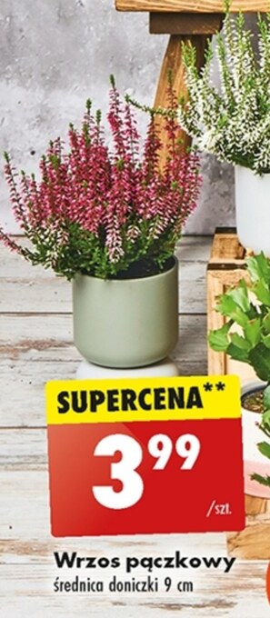 Biedronka Wrzos oferta