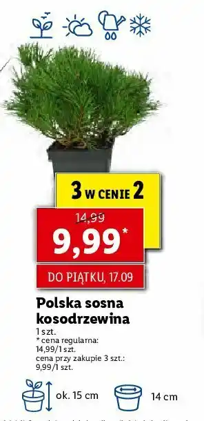 Lidl Sosna kosodrzewina 14 cm 1 SZT oferta