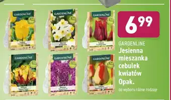 ALDI Cebulki jesienne narcyz avalanche 1 OPAK 10 SZT oferta