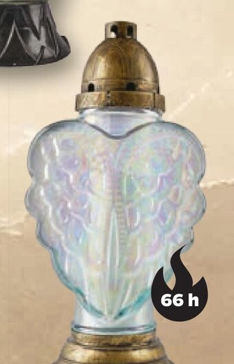 Netto Znicz oferta