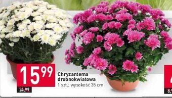 Stokrotka Chryzantema drobnokwiatowa 1 szt. oferta