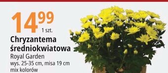 E.Leclerc Chryzantema średniokwiatowa misa 19 cm oferta