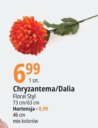 E.Leclerc Chryzantema oferta