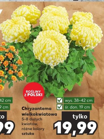 Kaufland Chryzantema wielkokwiatowa 5-8 dużych kwiatów oferta