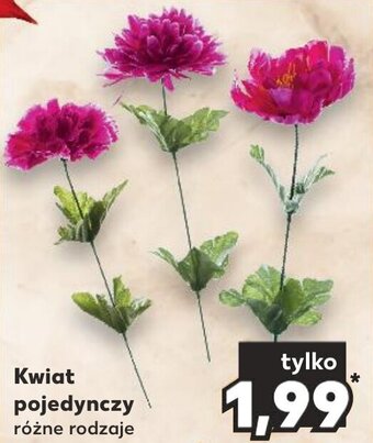 Kaufland Kwiat pojedynczy oferta