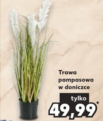 Kaufland Trawa pampasowa w doniczce oferta