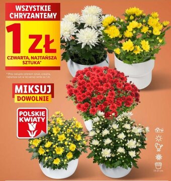 Lidl WSZYSTKIE CHRYZANTEMY oferta