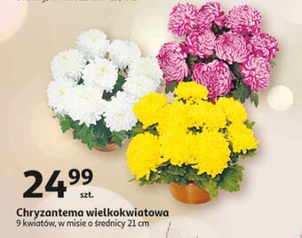 Auchan Chryzantema wielkokwiatowa 21 cm oferta