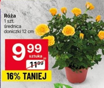 Delikatesy Centrum Róża 1 szt. oferta