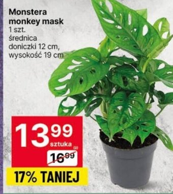 Monstera monkey mask 1 szt.