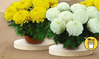 Netto Chryzantema oferta