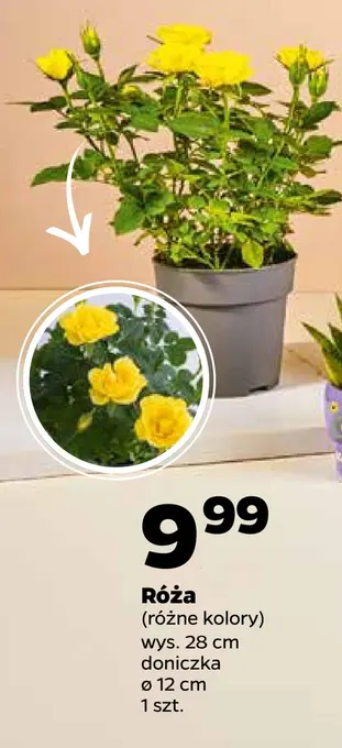 Netto Róża oferta