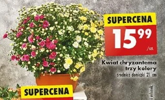 Biedronka Kwiat chryzantema trzy kolory oferta