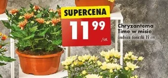 Biedronka Chryzantema Time w misie oferta