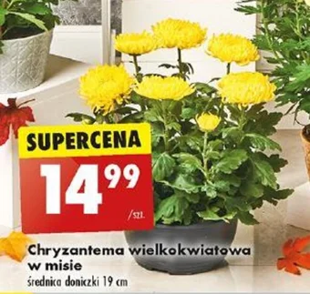 Biedronka Chryzantema wielkokwiatowa w misie oferta