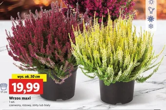 Lidl Wrzos maxi 1 szt. oferta