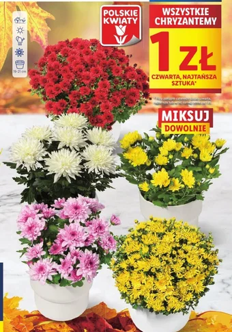 Lidl WSZYSTKIE CHRYZANTEMY oferta