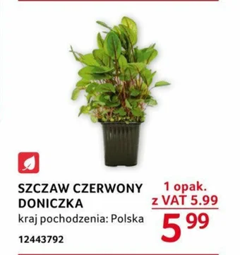 Selgros SZCZAW CZERWONY DONICZKA oferta