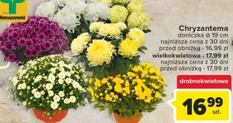 Carrefour Chryzantema oferta