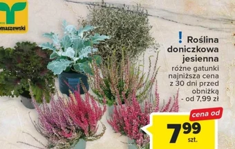 Carrefour Roślina doniczkowa oferta