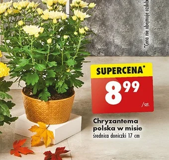 Biedronka Chryzantema średniokwiatowa w misie 17 cm oferta