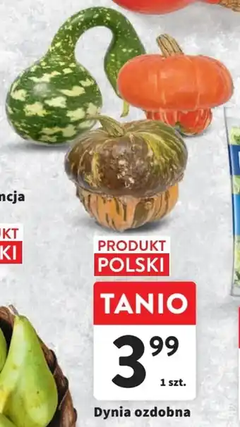 Intermarche Dynia ozdobna oferta