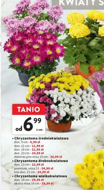 Intermarche Chryzantema średniokwiatowa oferta