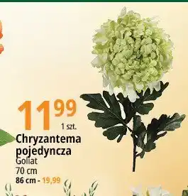 E.Leclerc Chryzantema pojedyncza 70 cm oferta