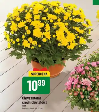 Polomarket Chryzantema średniokwiatowa 1szt. oferta