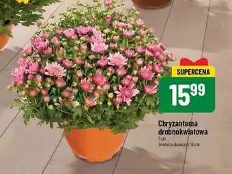 Chryzantema drobnokwiatowa