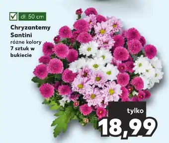 Kaufland Chryzantemy Santini 7 szt. oferta