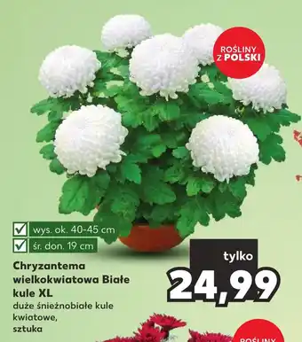 Kaufland Chryzantema wielkokwiatowa Białe kule XL oferta